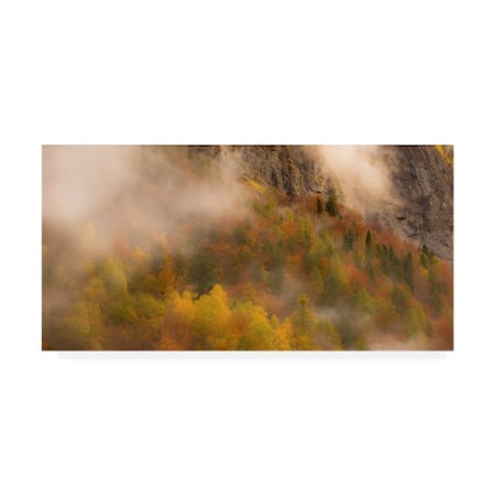 Dan Ballard 'Foliage Fog' Canvas Art,12x24